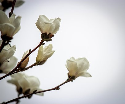Free Flowers Flower photo and picture