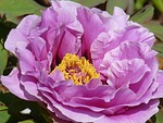 garden, peones, gardening