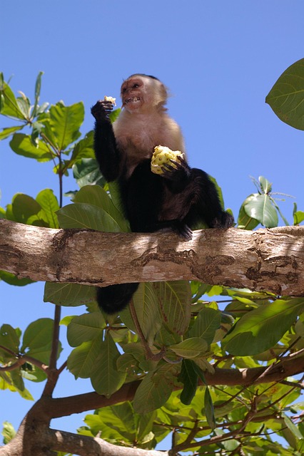 Free Ape Animals photo and picture