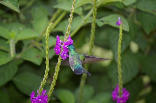 Free Humming-Bird Bird photo and picture