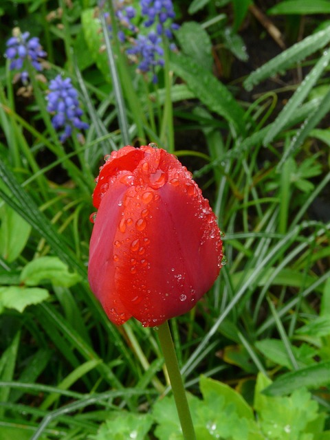 Tulpe, Blume, Frühling, Schöne Blumen