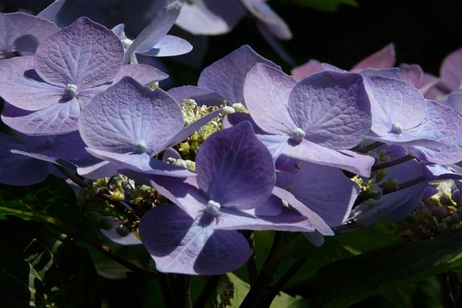 Blume, Schöne Blumen, Blau, Hortensie