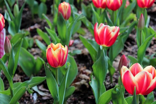 Free Tulips Tulip Fields photo and picture