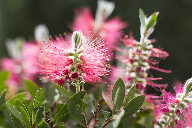 Free Flower Beautiful Flowers photo and picture