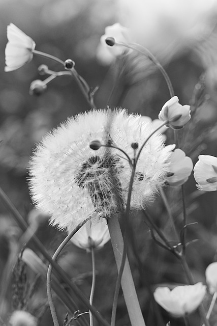 Free Dandelion Flower photo and picture
