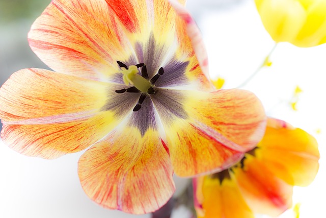 Free Tulip Beautiful Flowers photo and picture