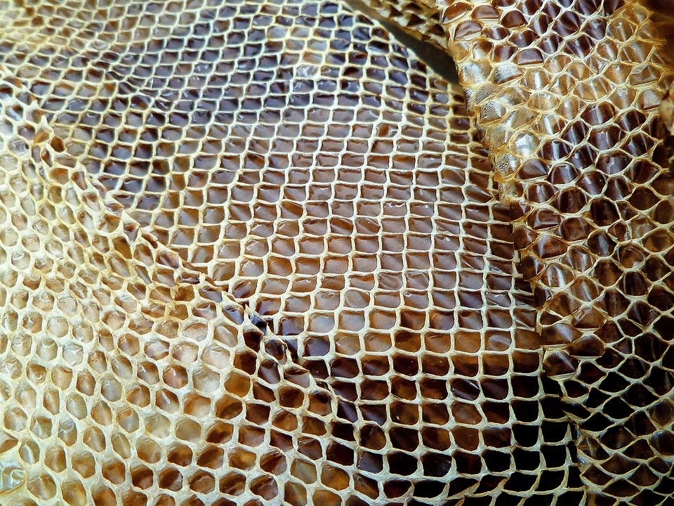 Pelle Di Serpente, Rettile, Essiccato, Spargimento