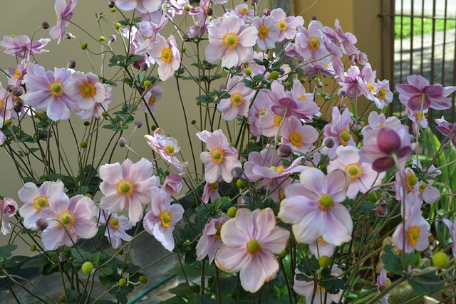 Free Anemonae Japonica Flowers photo and picture