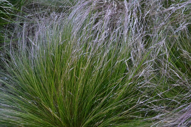 Free Stipa Speciosa Coiron photo and picture