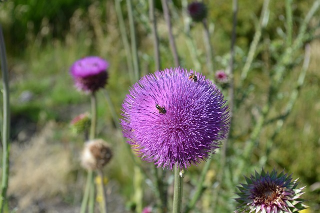 Free Thistle Insect photo and picture