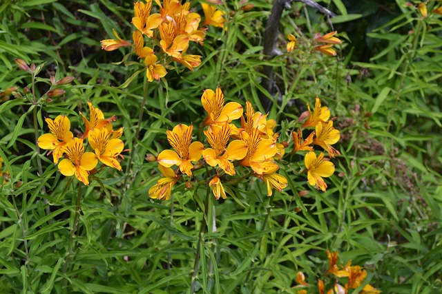 Free Patagonian Alstromeria Amancay photo and picture