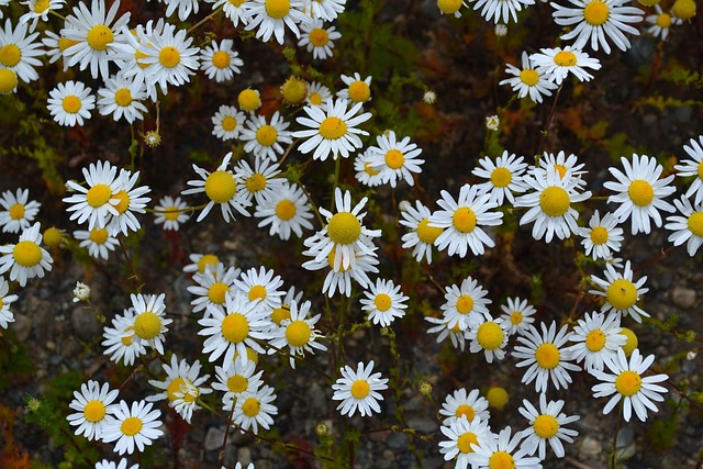 Free Margaritas Flowers photo and picture