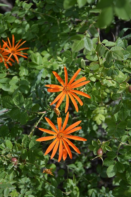 Free Asteraceae Nature photo and picture