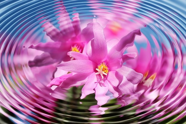 Free flower blossom bloom illustration