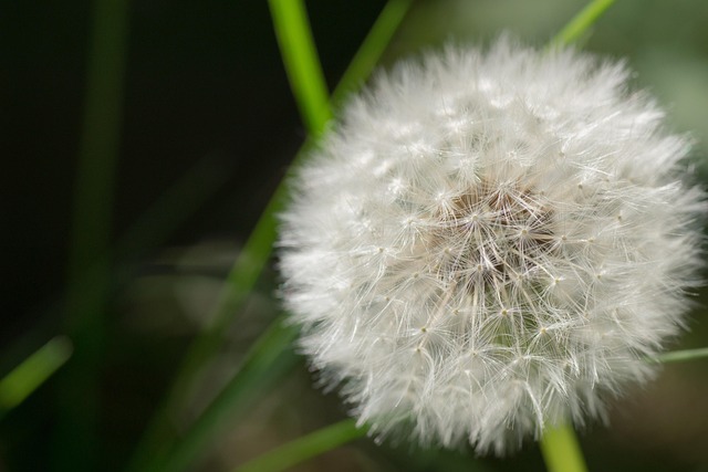 Free Dandelion Seeds photo and picture