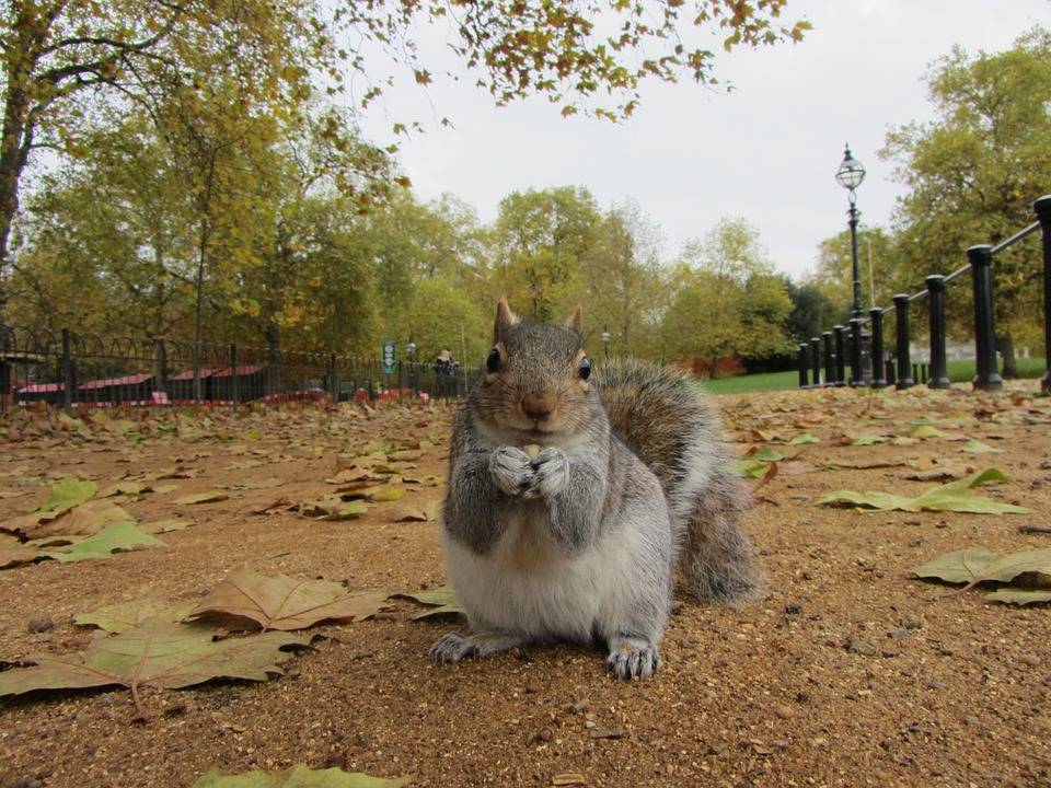 Grey Squirrel Park London United Free photo on Pixabay