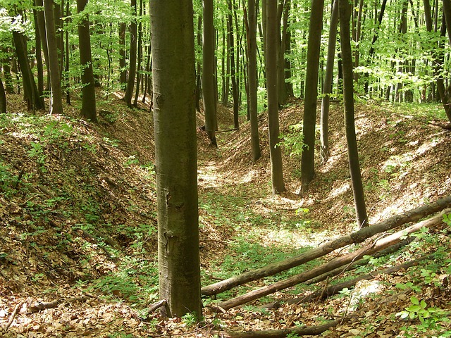 Free Deciduous Nature photo and picture