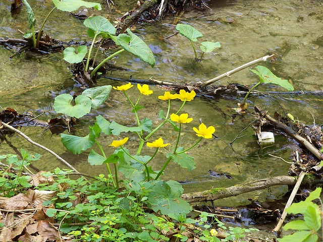 Free Swamp Humor photo and picture