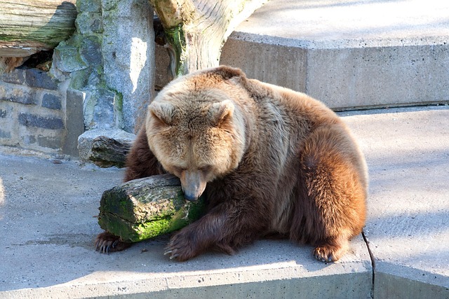 Free Brown Bear Zoo photo and picture