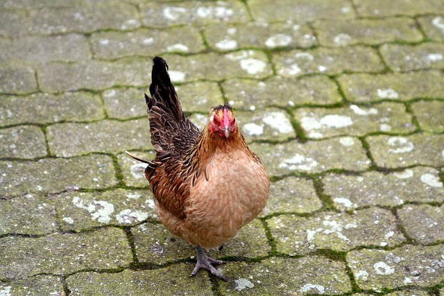 Free Chicken Poultry photo and picture