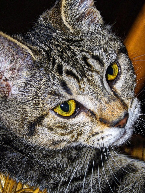 Free Tabby Striped photo and picture
