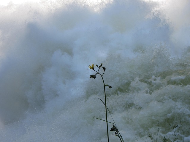 Free Flower Water photo and picture
