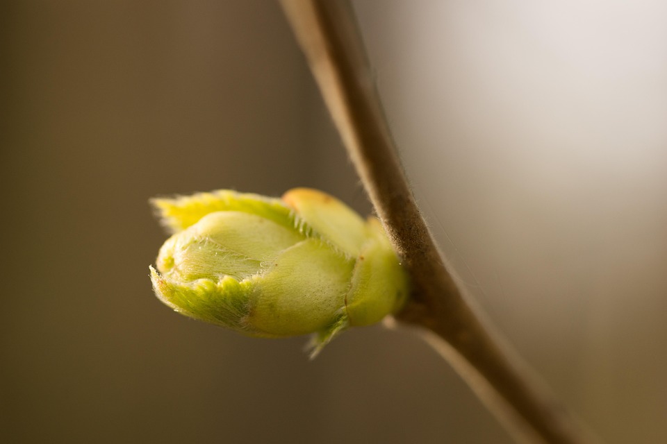 Bud Branch Spring - Free photo on Pixabay - Pixabay