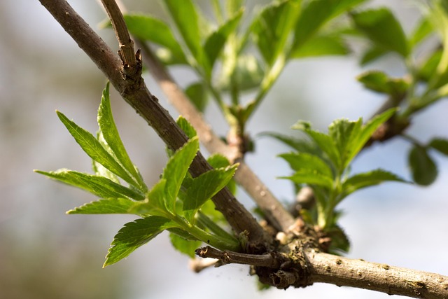 Free Young Leaves Leaf photo and picture