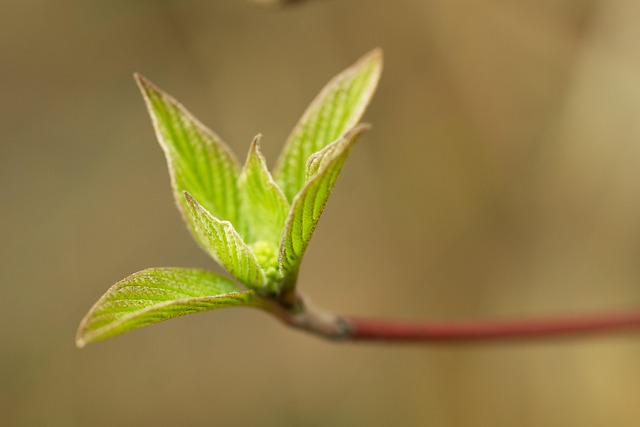 Free Leaf Leaves photo and picture