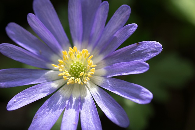 Free Blossom Bloom photo and picture