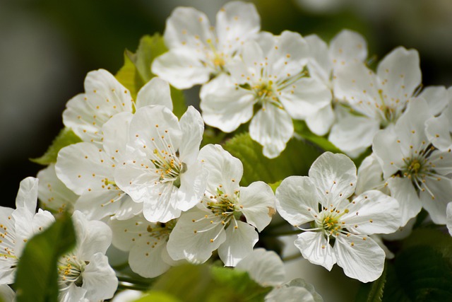 Free Blossoms Cherry Blossom photo and picture