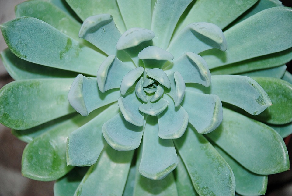 Houseleek Alpine Plant · Free photo on Pixabay
