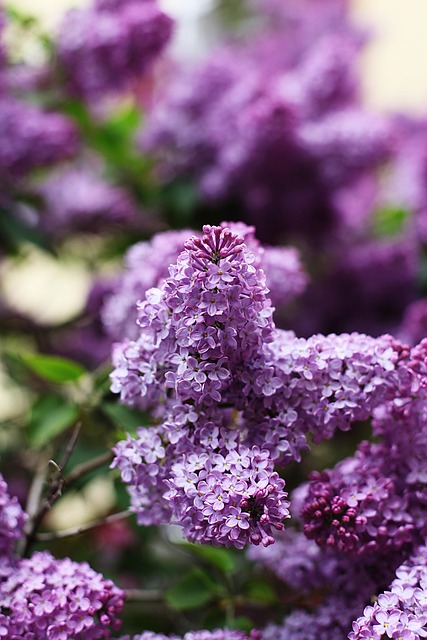 Free Lilac Spring photo and picture