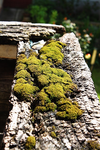 Free Moss Balcony photo and picture