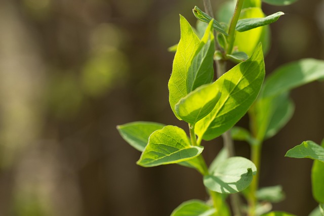 Free Leaves Leaf photo and picture