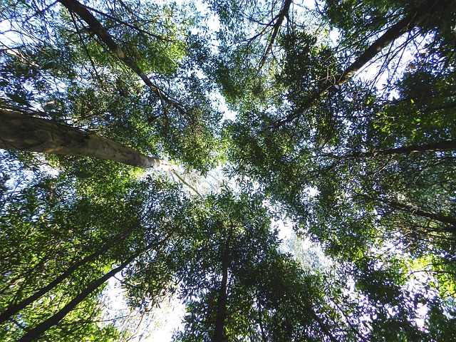 Free Greens Nature photo and picture