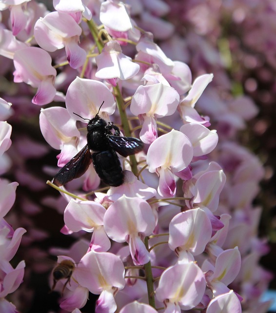 Free Carpenter Bee Xylocopa photo and picture