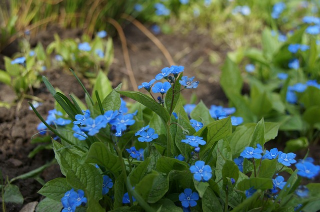 Free Blue Flower photo and picture