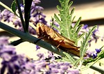 cicada, cricket, insect