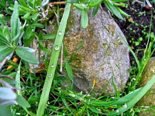 Free Nature Raindrop photo and picture