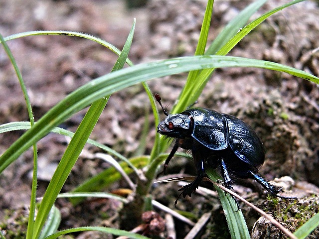 Free Beetle Macro photo and picture