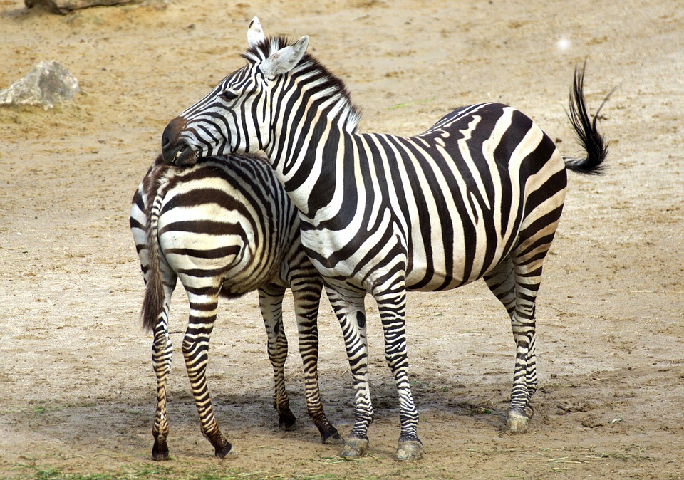 Zebra Preto E Branco Listras De - Foto gratuita no Pixabay - Pixabay