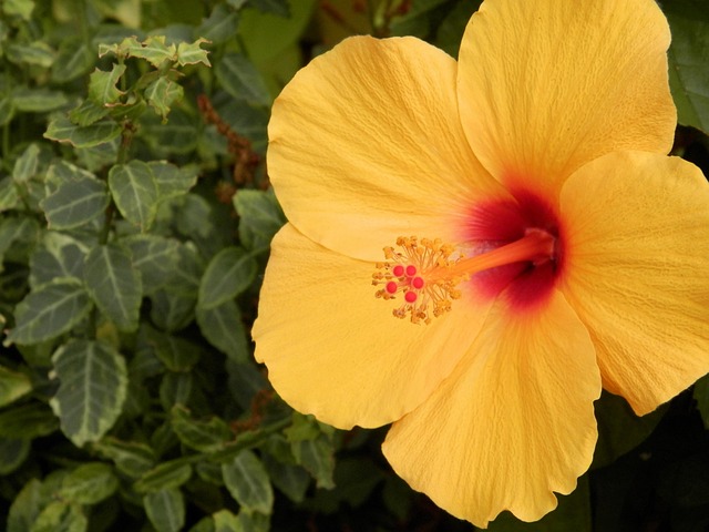 Free Flower Yellow photo and picture