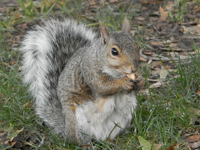 Free Squirrel Park photo and picture