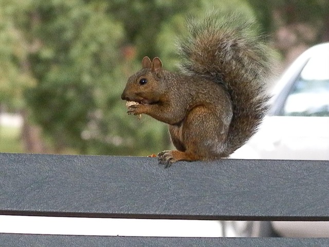 Free Squirrel Park photo and picture