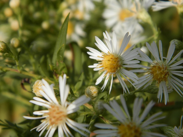 Free Flowers White photo and picture