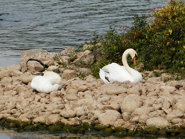 Free Swan Swans photo and picture