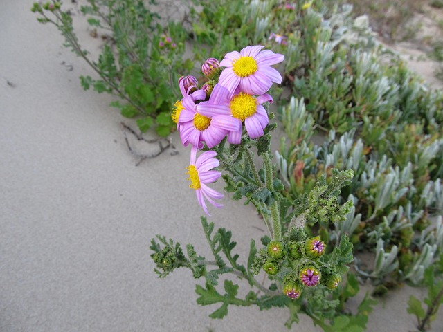 Free Flower Wild Flower photo and picture