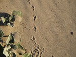 footprint, bird, sand