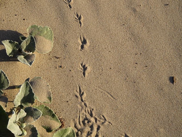 Free Footprint Nature photo and picture